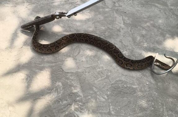 महिला स्वाभिमान बटालियन परिसर में रसेल वाइपर सांप को देख मची अफरा-तफरी