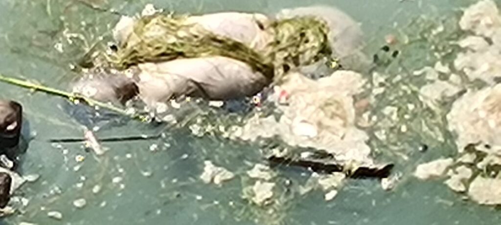 गंडक नदी के पानी में एक व्यक्ति का तैरता शव को देख लोगों में सनसनी।