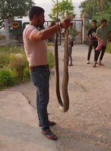 जल संसाधन विभाग के अधीक्षण अभियंता के सरकारी आवास परिसर में निकला 9 फीट का अजगर।