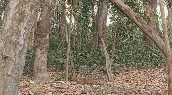 पर्यटकों को जंगल सफारी के दौरान तेंदुआ सहित अन्य जंगली जानवर को देख हुए गदगद।