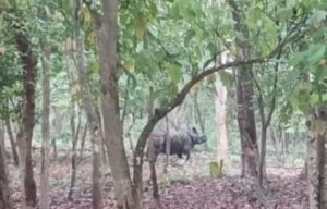 पर्यटकों ने जंगल सफारी के दौरान गैंडा को देख हुआ रोमांचित।