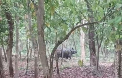 पर्यटकों ने जंगल सफारी के दौरान गैंडा को देख हुआ रोमांचित।