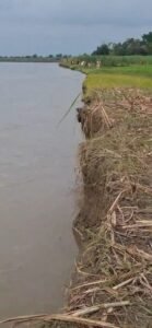 कटाव से किसानों की जमीन समाई, तटबंध पर मंडराने लगा खतरा