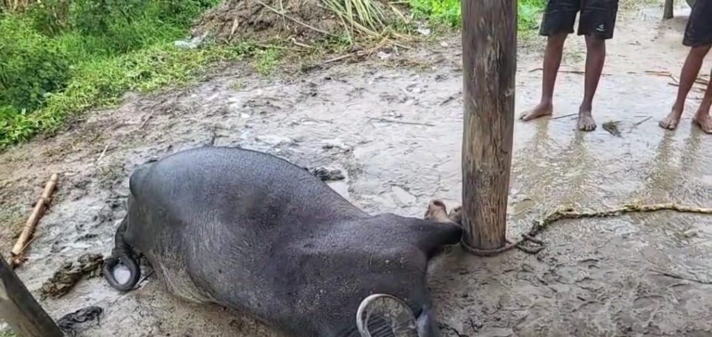 आकाशीय बिजली गिरने से भैंस की हुई मौत।