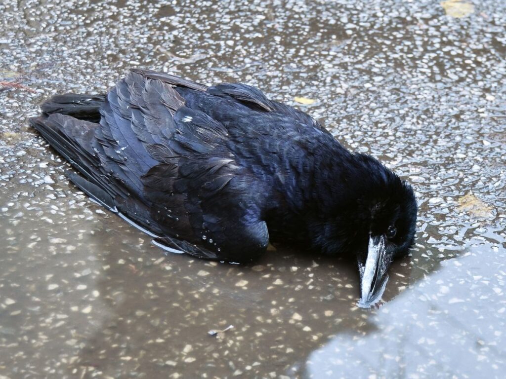 मैनाटांड़ में कौओं की मृत्यु पर जिला प्रशासन सतर्क।*