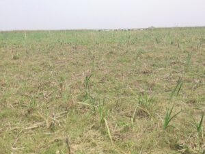 भू माफिया और भ्रष्ट राजस्व पदाधिकारियों के गठजोड से शांत दियारा में क्या फिर गरजेगी बंदूकें,बिछेंगी लाशें।